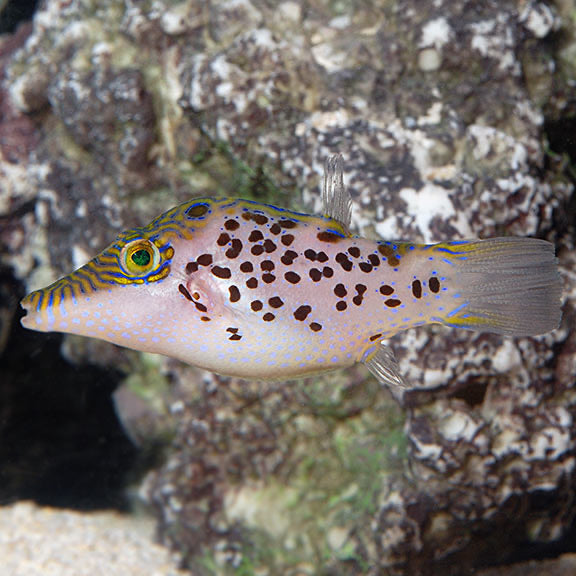 Leopard Puffer (Canthigaster leoparda)
