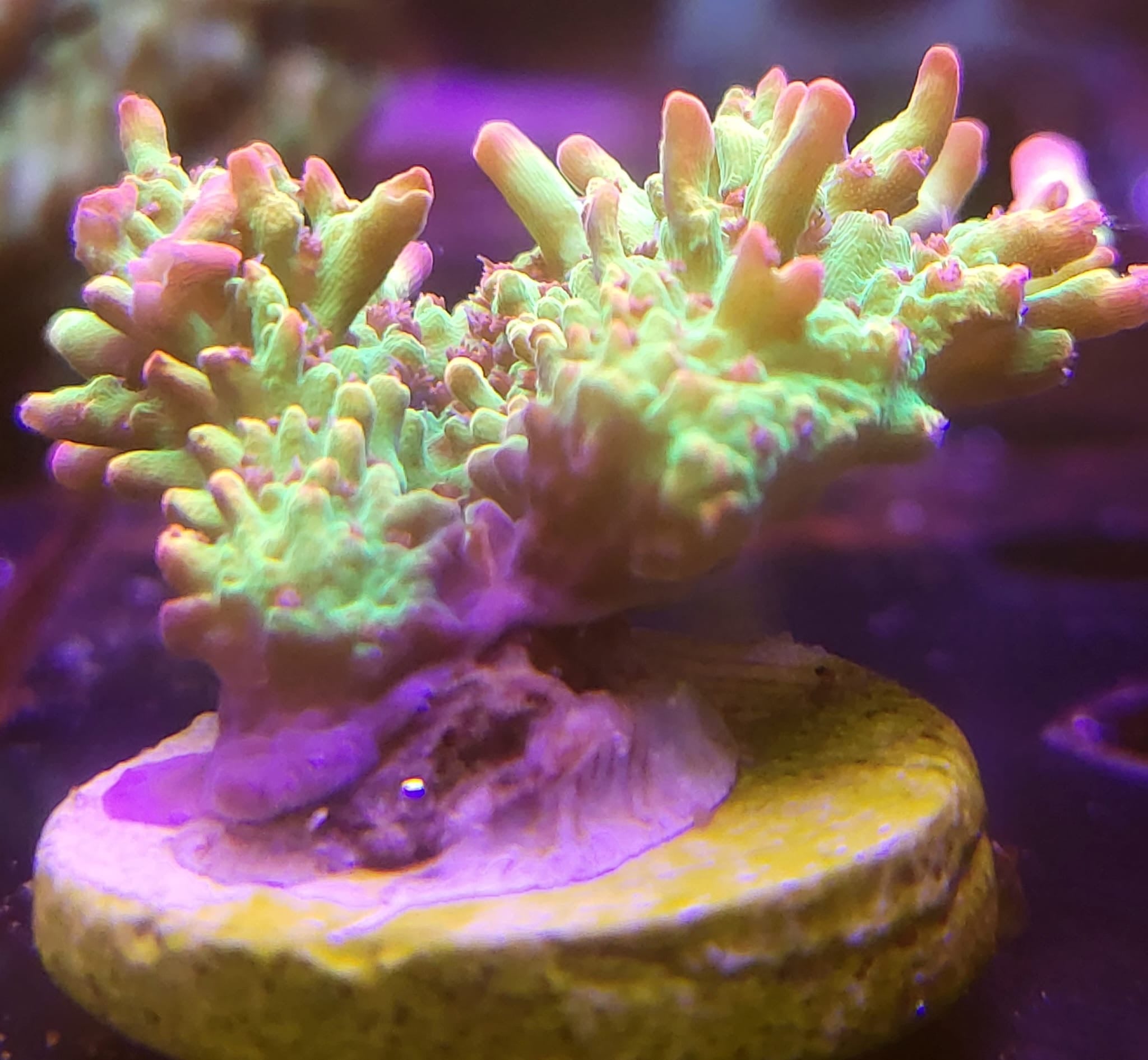Strawberry Shortcake Frags