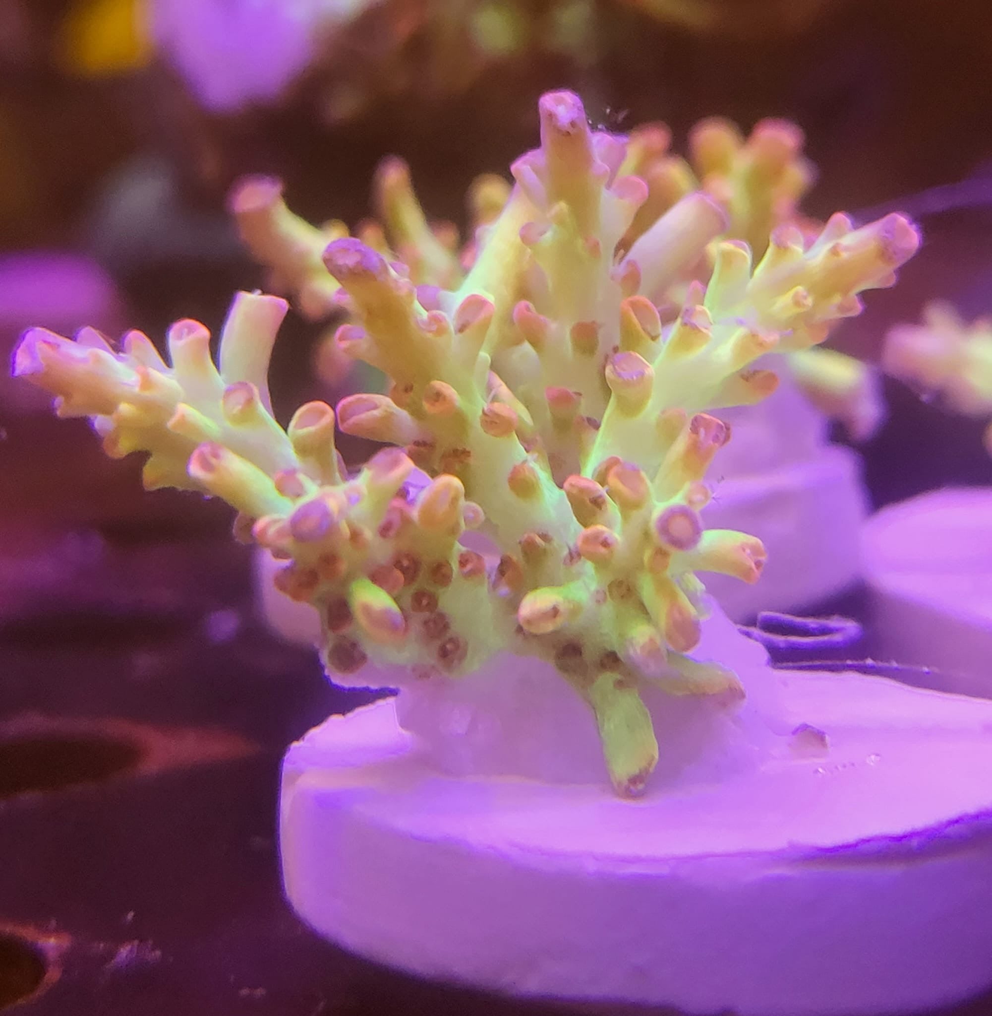 Strawberry Shortcake Frags