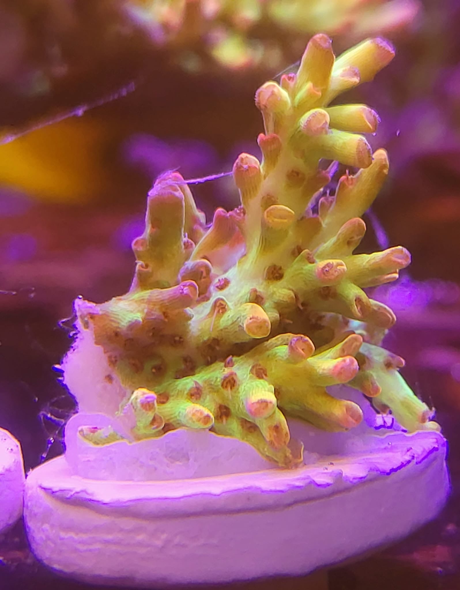 Strawberry Shortcake Frags