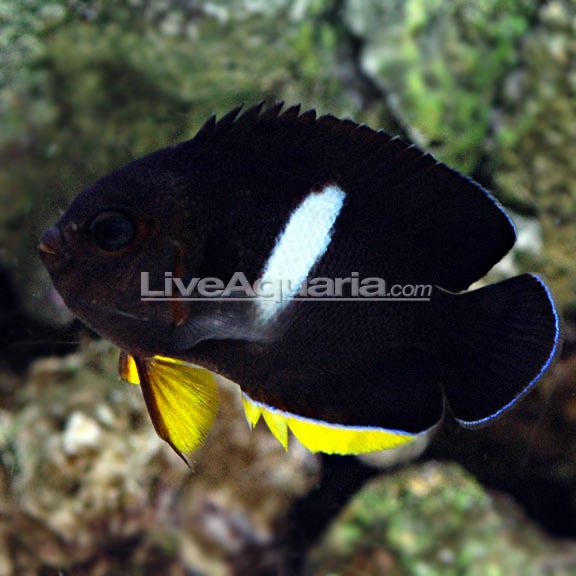 Keyhole Angle (Melanesia Centropyge Tibicen)